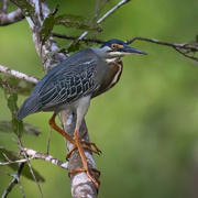 20th May 2024 - Striated Heron