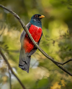 27th May 2024 - Black-tailed Trogon