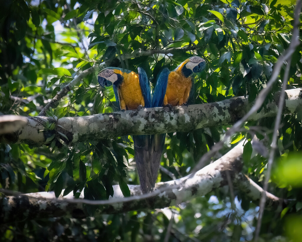 Blue-and-yellow Macaw  by nicoleweg