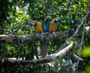 26th May 2024 - Blue-and-yellow Macaw 