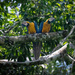 Blue-and-yellow Macaw  by nicoleweg