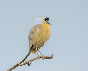 28th May 2024 - Capped Heron 