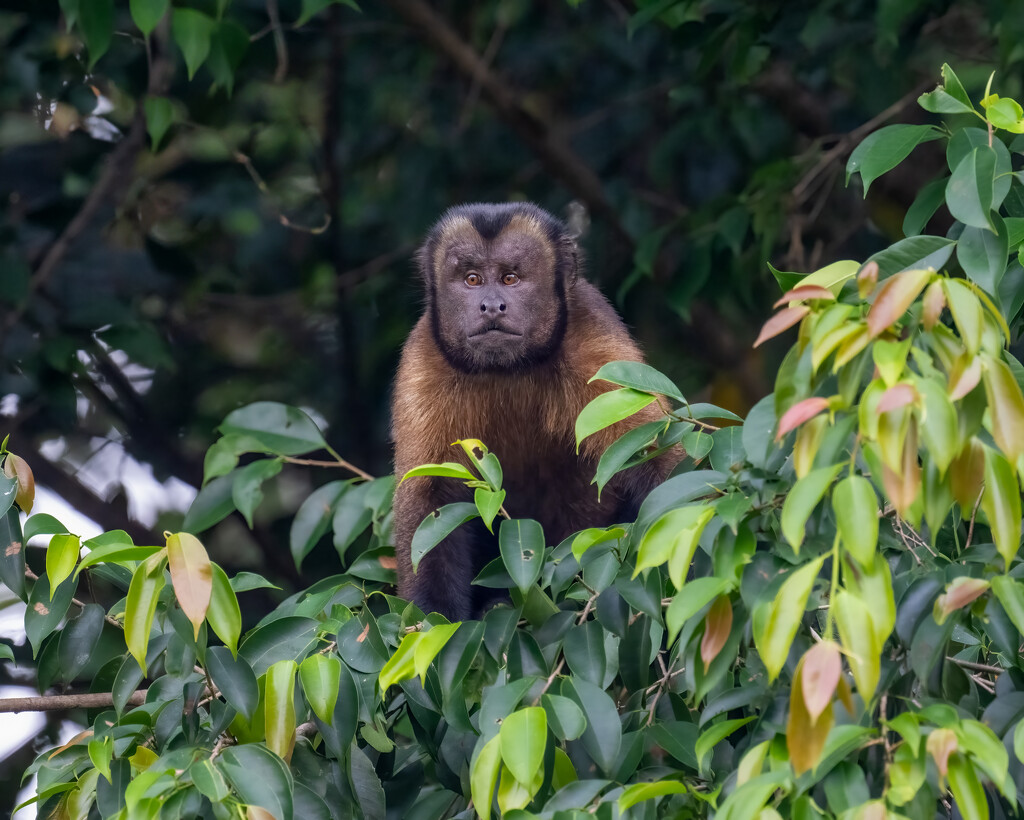 Tufted Capuchin  by nicoleweg