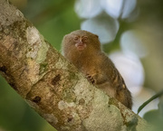 29th May 2024 - Western pygmy marmoset