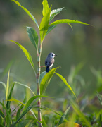 31st May 2024 - White-headed Marsh Tyrant 