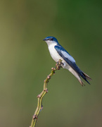 1st Jun 2024 - White-winged Swallow