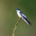White-winged Swallow by nicoleweg