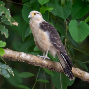 30th May 2024 - Yellow-headed Caracara