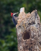 2nd Jun 2024 - Crimson-crested Woodpecker 