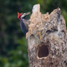 Crimson-crested Woodpecker  by nicoleweg