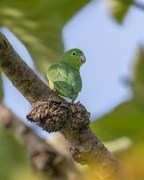 4th Jun 2024 - Dusky-billed Parrotlet