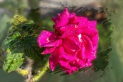 5th Jun 2024 - Dewy rose