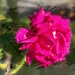 Dewy rose by ludwigsdiana
