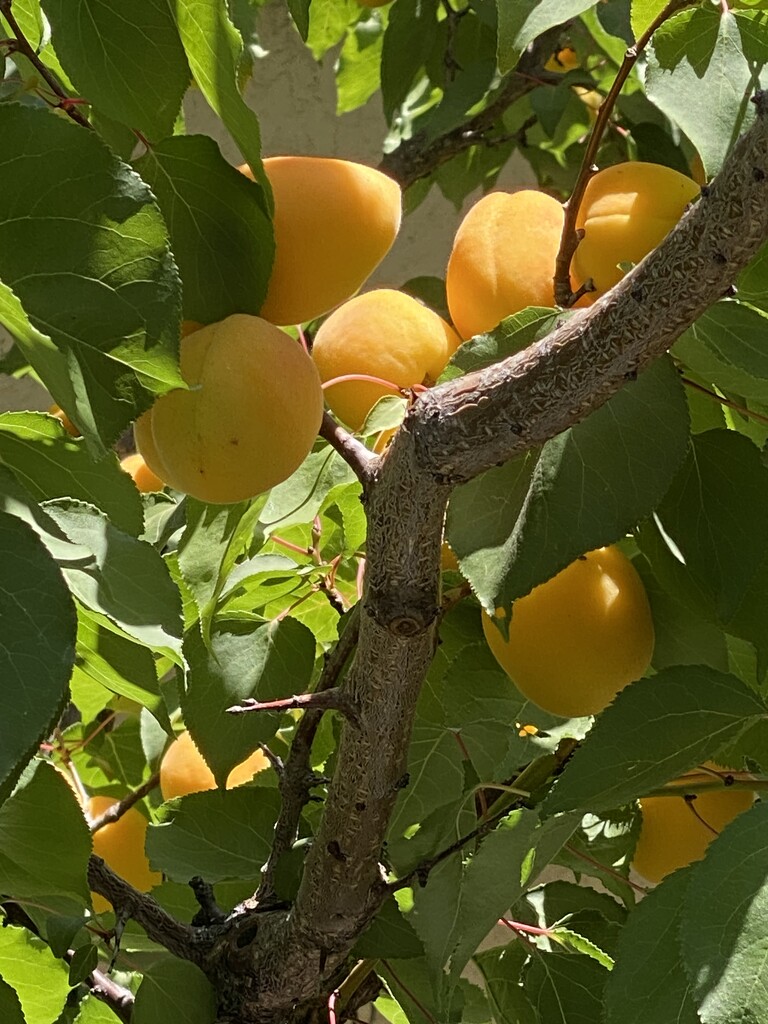 My Apricot Tree - Almost Ripe! by joysfocus