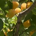 My Apricot Tree - Almost Ripe!
