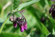 5th Jun 2024 - Comfrey