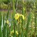 Yellow flags waving…  by beverley365