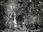 4th Jun 2024 - Evangelical cemetery in Warsaw