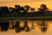 5th Jun 2024 - Crocodile at Sunset