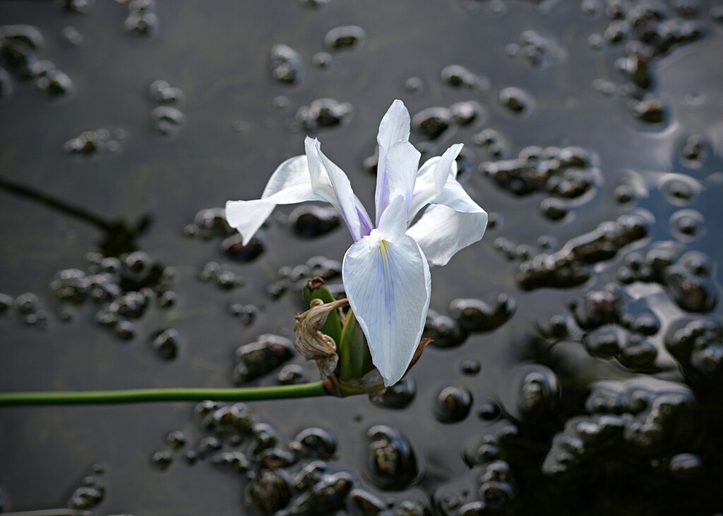 water iris by kametty
