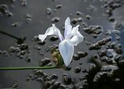 5th Jun 2024 - water iris