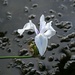 water iris