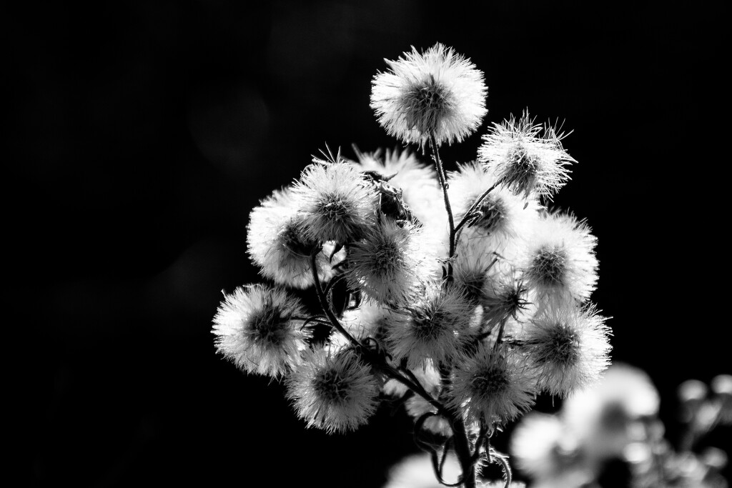 Weeds on the path by nannasgotitgoingon