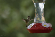 5th Jun 2024 - Hummingbird 