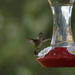 Hummingbird  by dkellogg
