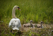 5th Jun 2024 - Cygnets