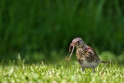 5th Jun 2024 - Fieldfare