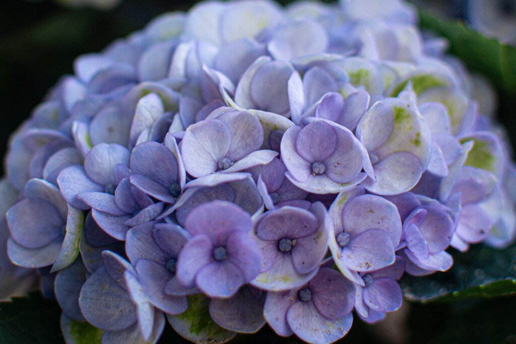Hydrangea... by thewatersphotos