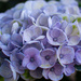 Hydrangea...