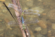 4th Jun 2024 - Common Green Darners