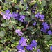 Ground Cover by dailypix