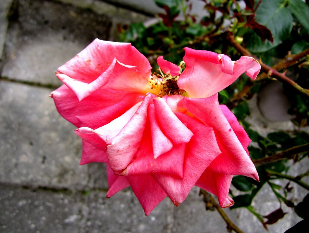 Ruža by vesna0210