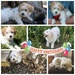 Bailey's Birthday by dailypix