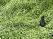 5th Jun 2024 - Stranded baby crow