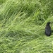 Stranded baby crow by sshoe