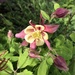 Columbine Flower by dailypix