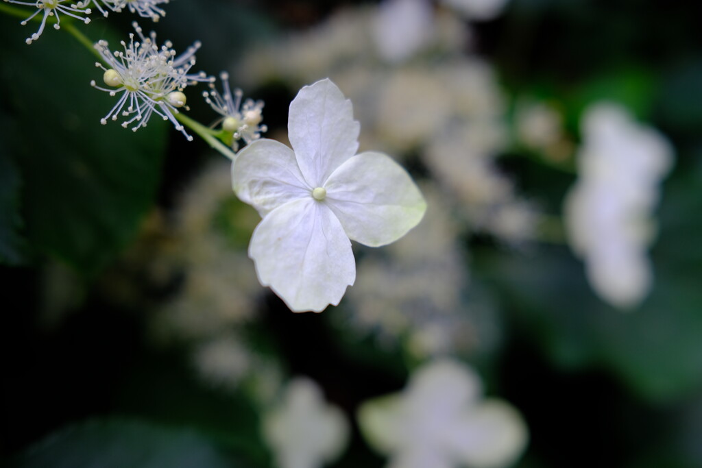 Climbing Hydrangea by happyteg