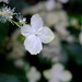 Climbing Hydrangea by happyteg