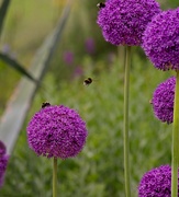 5th Jun 2024 - Allium Ambassador