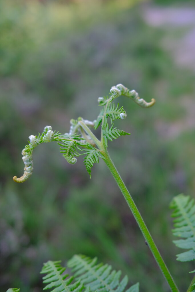 Woodland Fern by happyteg