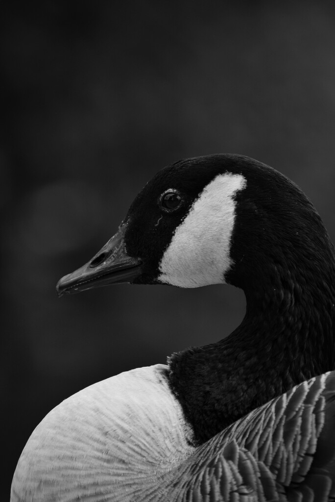 Goose by dragey74
