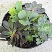 24th May 2024 - Succulents