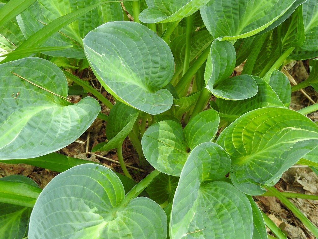  Hosta by sunnygreenwood