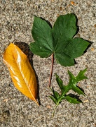 5th Jun 2024 - Leaf array 