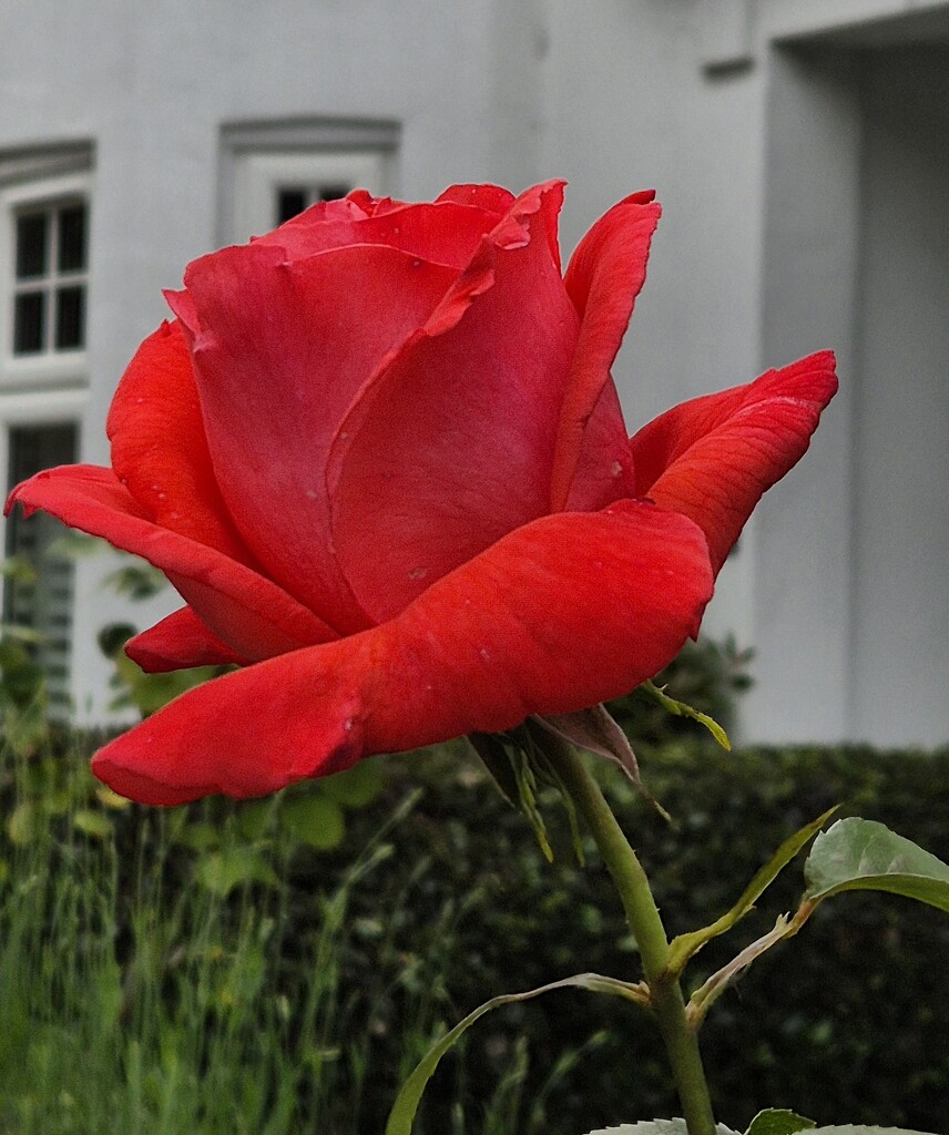 Stunning rose in Camberley  by happyteg