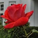 Stunning rose in Camberley  by happyteg